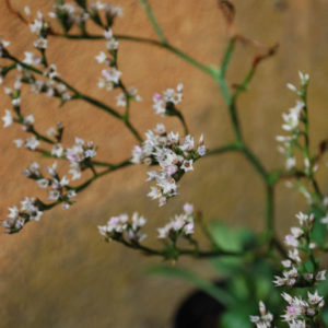 Goniolimon tataricum-0