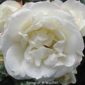 'Gråsten' (Floribunda)-0