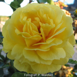 'Gripsholm' (Floribunda)-0