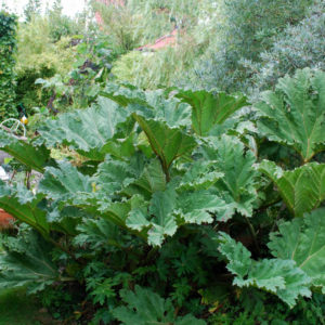 Gunnera manicata -0