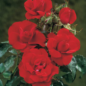 'H C Andersen' (Floribunda)-0