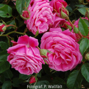 'Haga Slott' (Floribunda)-0