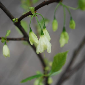 Halesia carolina-0