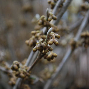Hamamelis intermedia 'Yamina'-0