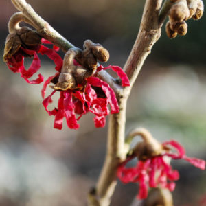 Hamamelis intermedia 'Diane'-0