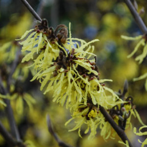 Hamamelis intermedia 'Arnold Promise'-0