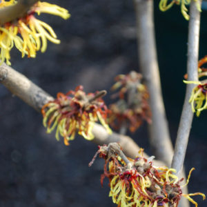 Hamamelis intermedia 'Orange Beauty'-0