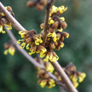 Hamamelis intermedia 'Westerstede'-0