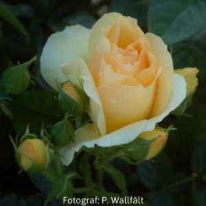 'Hansestadt Rostock' (Floribunda)-0