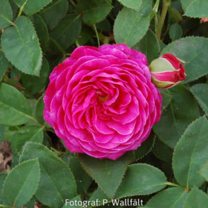 'Heidi Klum Rose' (Floribunda)-0