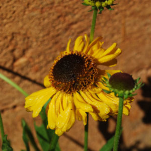 Helenium bigelovii 'The Bishop'-0