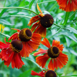 Helenium 'Moerheim Beauty'-0