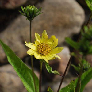 Helianthus 'Lemon Queen'-0