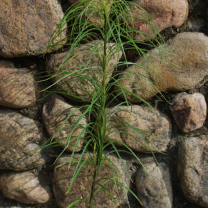 Helianthus salicifolius-0