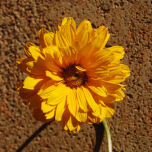 Heliopsis helianthoides 'Venus'-0