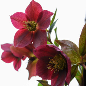 Helleborus orientalis 'Red Lady'-0
