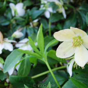 Helleborus niger 'Praecox'-0
