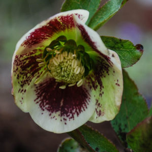 Helleborus hybridus 'White Lady Spotted'-0