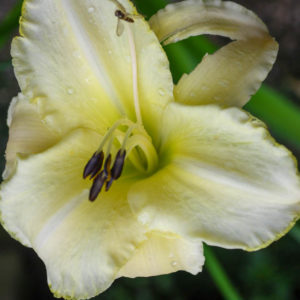 Hemerocallis 'Arctic Snow'-0