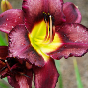 Hemerocallis 'Bela Lugosi'-0