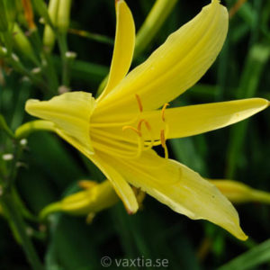Hemerocallis citrina-0