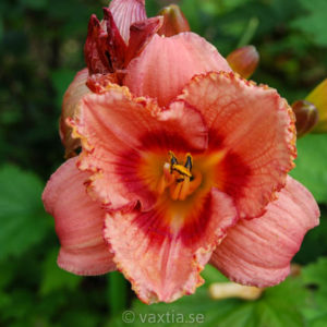 Hemerocallis 'Daring Deception'-0