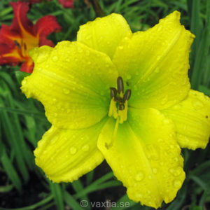 Hemerocallis 'Green Flutter'-0