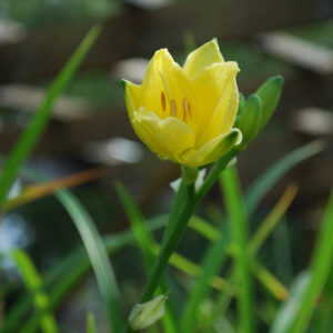 Hemerocallis 'Happy Returns'-0
