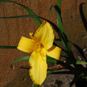 Hemerocallis 'Mary Todd'-0