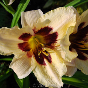 Hemerocallis 'Moonlit Masquerade'-0