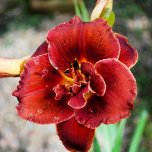 Hemerocallis 'Night Embers'-0