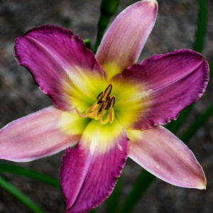 Hemerocallis 'Nile Crane' -0