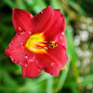 Hemerocallis 'Pardon me'-0