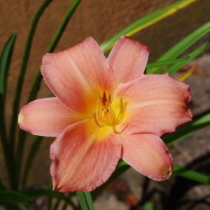 Hemerocallis 'Pink Damask'-0