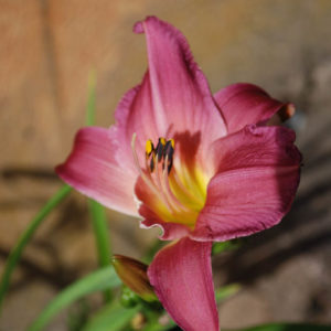 Hemerocallis 'Summer Wine'-0