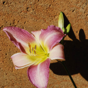 Hemerocallis 'Catherine Woodbury'-0