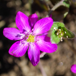 Hepatica 'Forest Red'-0