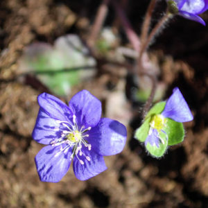 Hepatica nobilis-0