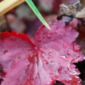 Heuchera 'Autumn Leaves'-0
