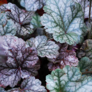 Heuchera 'Cinnabar Silver'-0