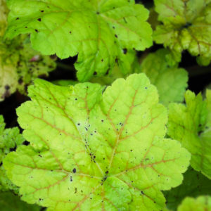 Heuchera 'Electra' -0