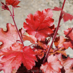 Heuchera 'Fire Chief'-0