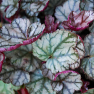 Heuchera 'Jade Gloss' -0