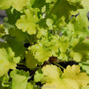 Heuchera 'Lime Marmalade' -0