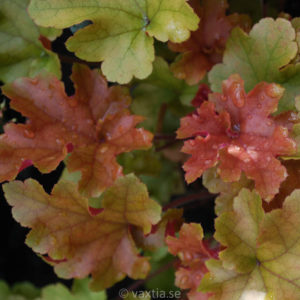 Heuchera 'Marmalade' -0