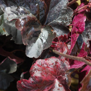 Heuchera 'Obsidian' -0