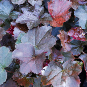 Heuchera 'Palace Purple'-0