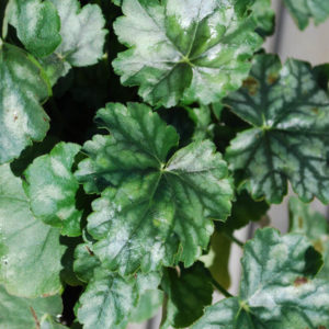 Heuchera 'Paris'-0