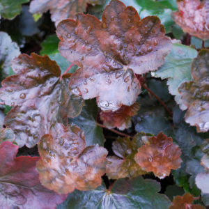 Heuchera 'Rachel'-0