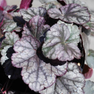 Heuchera 'Silver Scrolls' -0